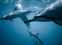 不打不相识,海米提曾头顶张玉宁染红造中超名场面